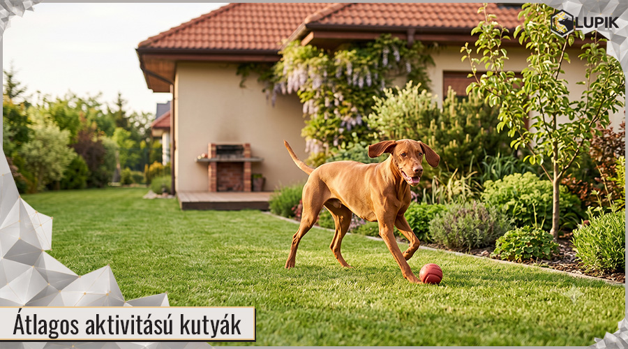 általános aktivitású kutyák általános aktivitású kutyák